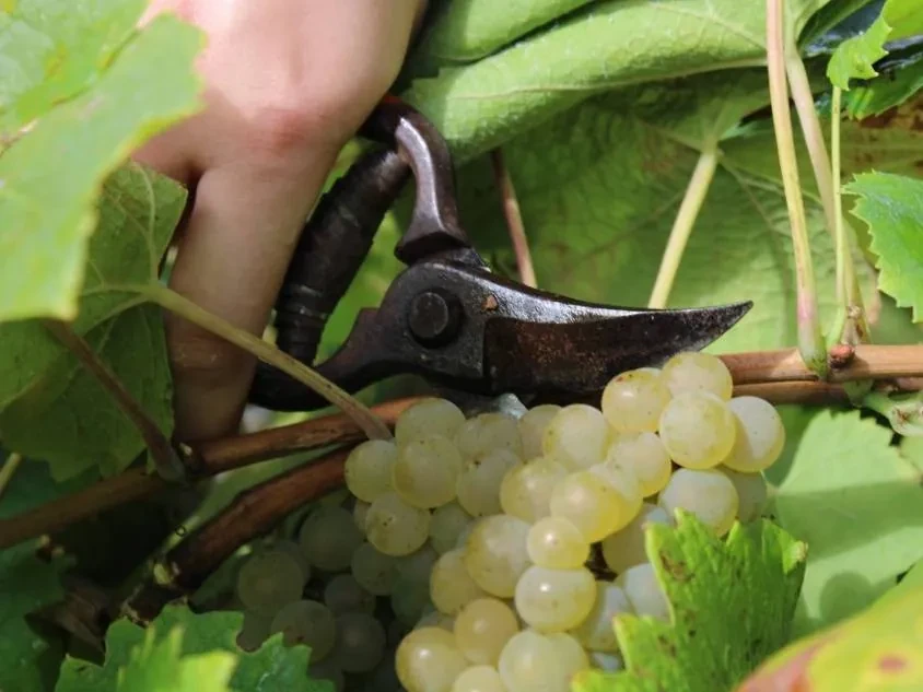 diapo-accueil-vin