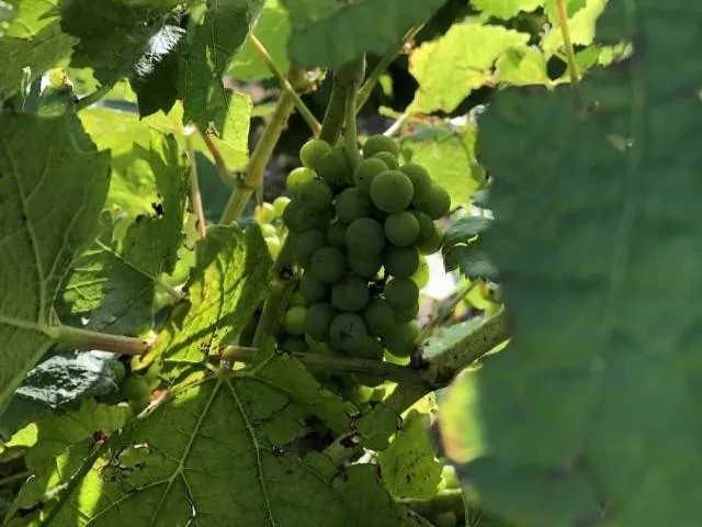 diapo-accueil-vin